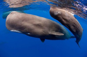 マッコウクジラ、大型哺乳類最強の潜水力！ダイオウイカをも食らうその生態に迫る