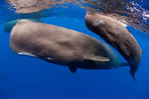 マッコウクジラ 大型哺乳類最強の潜水力 ダイオウイカをも食らうその生態に迫る