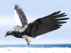 飛ぶために進化した鳥達（後編）：オオワシ、アホウドリ、ハチドリ・・・環境に応じて進化した鳥
