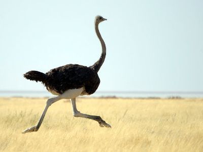 飛べなくなった鳥達 ２ 地上で生きる術を見つけた鳥 ダチョウ キーウィ ニワトリなど