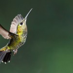 飛ぶために進化した鳥達（前編）：飛び方・体・翼に至るまで、飛行を追い続けた生物