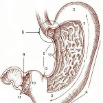 「胃と胃酸」：胃液と消化酵素、胃が溶けない理由とは？－消化器官のしくみ（４）