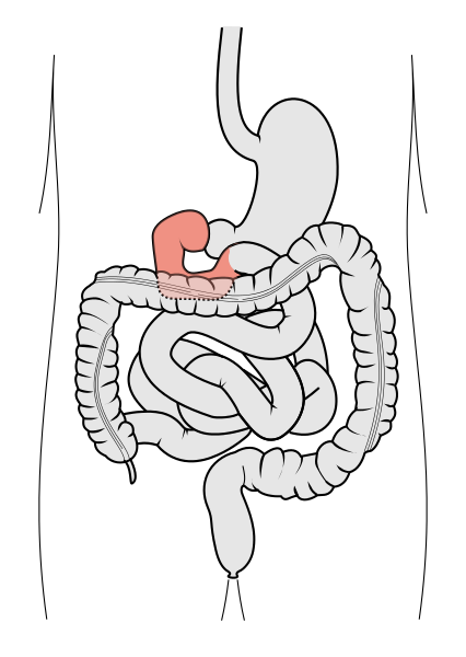 「十二指腸と膵液」：全ての栄養素を消化する器官と胆汁の変わった機能－消化器官のしくみ（５）