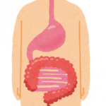 「小腸の栄養吸収」：吸収の絨毛と消化の腸液、空腸と回腸の違いとは？－消化器官のしくみ（６）