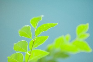 植物の光合成と人工光合成は何が違うのか？人に有用なエネルギーを作る力