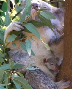 800px-Koala_with_young